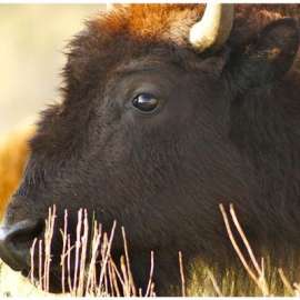 I Dream of Bison